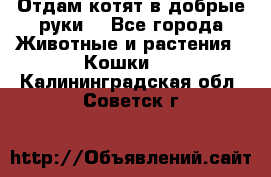 Отдам котят в добрые руки. - Все города Животные и растения » Кошки   . Калининградская обл.,Советск г.